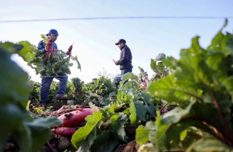Sheinbaum destaca avances contra la inseguridad alimentaria y refuerza apoyo al campo mexicano